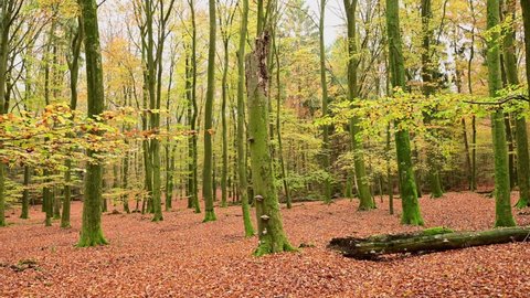Camera driving through autumn beech forest towards dead beech tree, frontal tracking shot with gimbal, emsland, lower saxony, (fagus sylvatica), germany