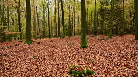 Walk through the autumn beech forest, frontal tracking shot with gimbal, emsland, lower saxony, (fagus sylvatica), germany