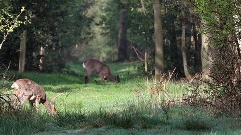 European roe deer (Capreolus capreolus) juvenile with female grazing grass in fire lane in deciduous forest