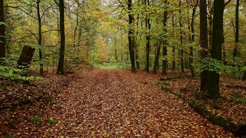 Walk along a forest path in autumn beech and pine forest, frontal tracking shot with gimbal, emsland, lower saxony, (fagus sylvatica, pinus sylvestris), germany