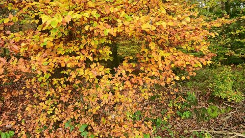 Camera driving through autumn beech leaves towards tree, frontal tracking shot with gimbal, emsland, lower saxony, (fagus sylvatica), germany