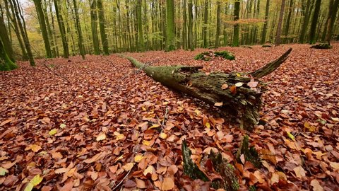 Tracking shot over autumn beech forest ground with dead wood,  frontal tracking shot with gimbal, emsland, lower saxony, (fagus sylvatica), germany