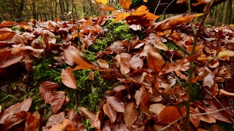 Dead wood in autumn beech forest, camera crane driving upwards, gimbal shot, emsland, lower saxony, (fagus sylvatica), germany
