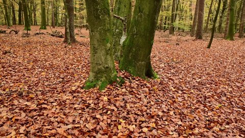 Camera movement through beech trunks in autumn beech forest, frontal tracking shot with gimbal, emsland, lower saxony, (fagus sylvatica), germany