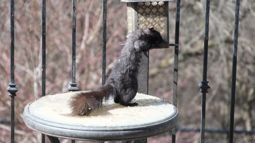 Squirrel standing on hind legs on outdoor table eating from backyard bird feeder