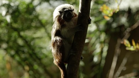 A curious but critically endangered cotton-top tamarin (Saguinus oedipus) spins around a tree to hang upside down in a shaft of light while it tentatively explores its surroundings.