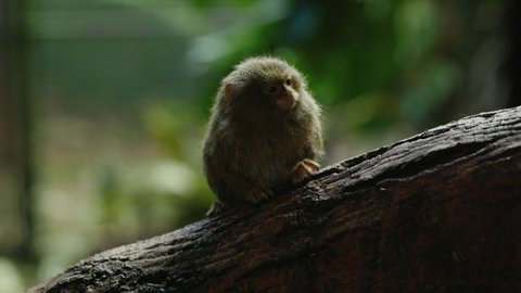 A tiny eastern pygmy marmoset (Callithrix pygmaea) sits on the branch of a tree infront of the camera whilst exploring its surroundings. Pygmy marmoset are the smallest monkey species in the world