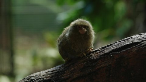 Two eastern pygmy marmoset (Callithrix pygmaea)ing along a branch infront of the camera before one runs out of shot along a tree. Pygmy marmoset are the smallest monkey species in the world
