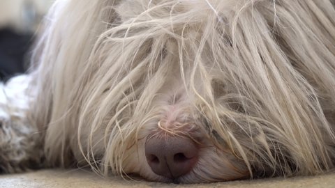 A bearded collie dog relaxes at home