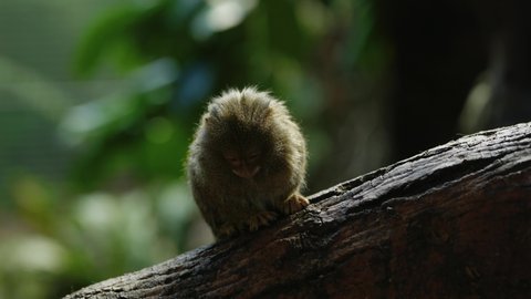 A tiny eastern pygmy marmoset (Callithrix pygmaea) sits in a shaft of light and cautiously looks for danger. Pygmy marmoset are native to the Amazon and the smallest monkey species in the world