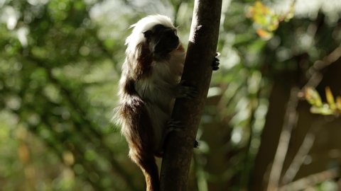 A curious but critically endangered cotton-top tamarin (Saguinus oedipus) clings to a tree in a shaft of light while tentatively exploring its surroundings.