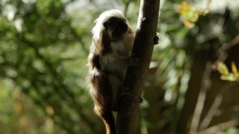 A critically endangered cotton-top tamarin (Saguinus oedipus) clings to a tree in a shaft of light while tentatively exploring its surroundings.