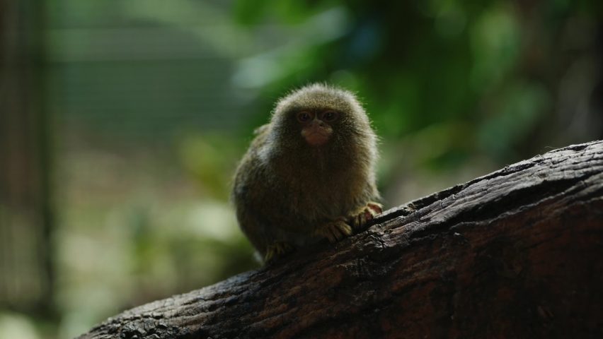 PYGMY-MARMOSET-MONKEY Footage, Videos and Clips in HD and 4K - Avopix.com