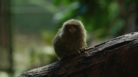 An eastern pygmy marmoset (Callithrix pygmaea) sits on a branch in front of the camera before walking out of shot along a tree. Pygmy marmoset are the smallest monkey species in the world
