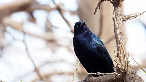 Close up shot of Mexican grackle on tree at Oklahoma
