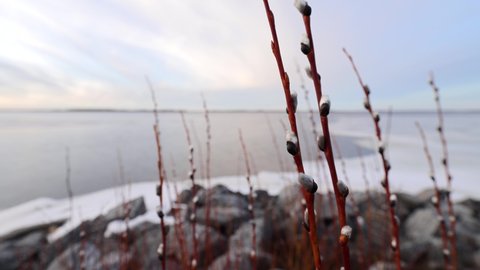 Pussy willows swaying in the wind at the sea shore. The video was shot in the evening in the spring, the pussy willows are granted signs of spring here in Finland.