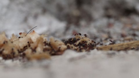 The ants have invaded the dessert.
