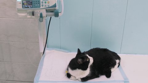 Calm pet under intravenous drip in vet clinic, treated for degradation in blue medical room. Infusomat injects saline into cats body to maintain water balance. Paw with catheter in veterinary clinic