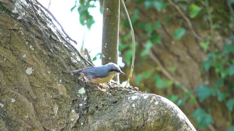 closeup of a eurasian nuthatch (Sitta) searching for food on a tree