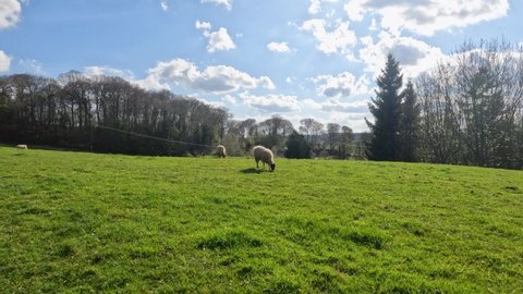 Suffolk Sheep on The Hill, Worcestershire, England, United Kingdom
