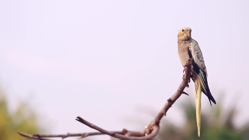 Charming of parrots looking for food other and waiting feed on the branch, Cockatiel Parrots. Lovely Pets banner concept Royalty-Free Stock Footage #1089454789