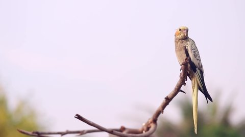 Charming of parrots looking for food other and waiting feed on the branch, Cockatiel Parrots. Lovely Pets banner concept