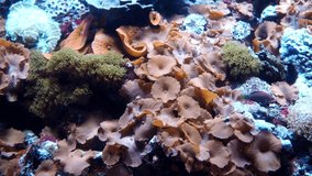 Aquarium fish swim in a beautiful aquarium. Stock video. High quality 4k footage