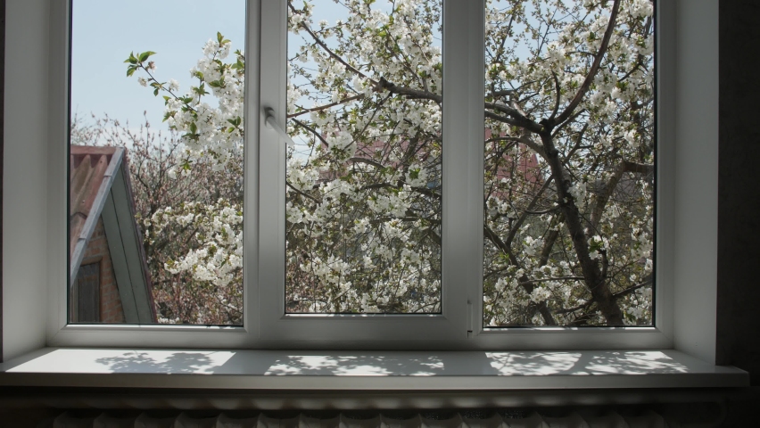 Ukrainian mother with baby approaches the white window. Blooming cherries and white flowers can be seen through the window. The son walks on the windowsill.