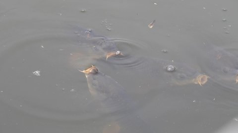 Large carp school together in a gulping episode.