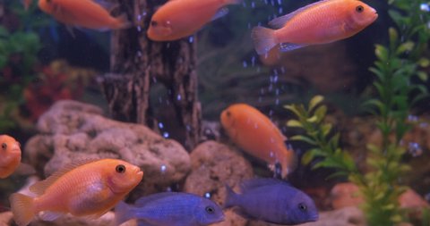 Homemade fish aquarium. Nice cichlids swim in homemade colorful aquarium.