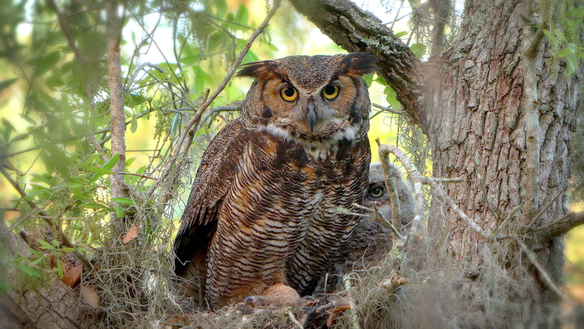 Great Horned Owl and baby owl chick sit in a nest surrounded by Spanish moss. Mother flies away out of the nest to hunt prey.