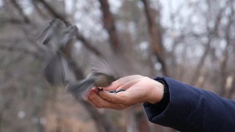 Senior woman feeding bird. Common nuthatch or Sitta europaea