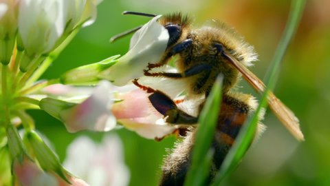 Honeybee Pollinating On Beautiful Calla Lily Flowers In The Garden. macro shot