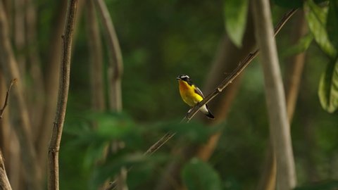 Yellow-Rumped Flycatcher Bird Perch and Fly Away