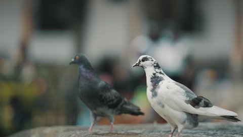 Pigeons Perching On Sirens Fountain In The Plaza Central Park In Antigua Guatemala. Selective Focus Shot