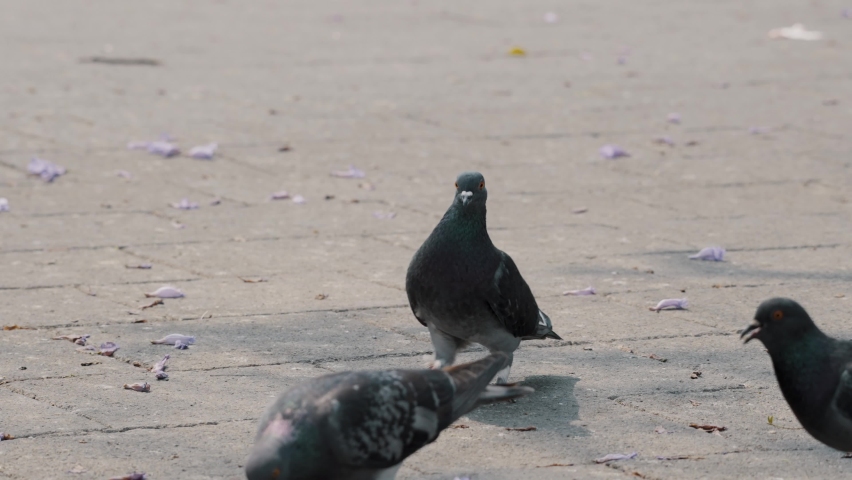 Pigeons Walking Around In Antigua Guatemala, Central Park At Daytime - close up