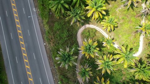 Aerial top down view of a coconut palm tree field next to a highway road on a sunny tropical day in Krabi Thailand as a tourist rides an ATV on a dirt road