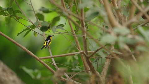 Yellow Rumped Flycatcher on a Perch with Green Trees Background