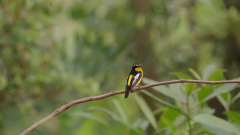 Yellow Rumped Flycatcher Perched on a Branch