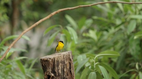 Yellow Rumped Flycatcher Bird Eating Worm and Fly Away