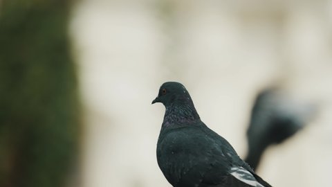 Black Pigeon Flying Away Isolated Against Blurry Background. Columbidae In Antigua, Guatemala - Selective Focus, Slowmo