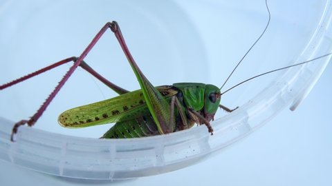 Close Up Of Locust Walking On Open Top Of Cylindrical Container.