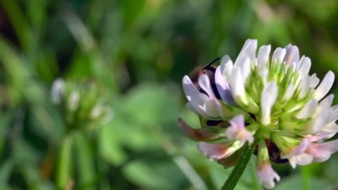Bee Landing On Top Of Blooming White Clover Flower. Selective Focus Shot