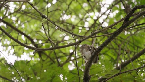 Spotted Owlet Perched and Fly Away, Low Angle