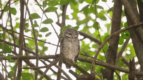 Spotted Owlet Bird Perched and Sleepy