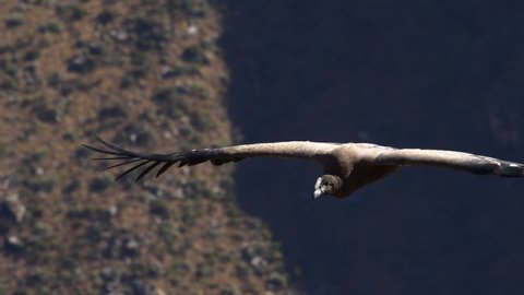 A condor (Vultur gryphus) flies in the Colca Canyon in Arequipa. Peru.