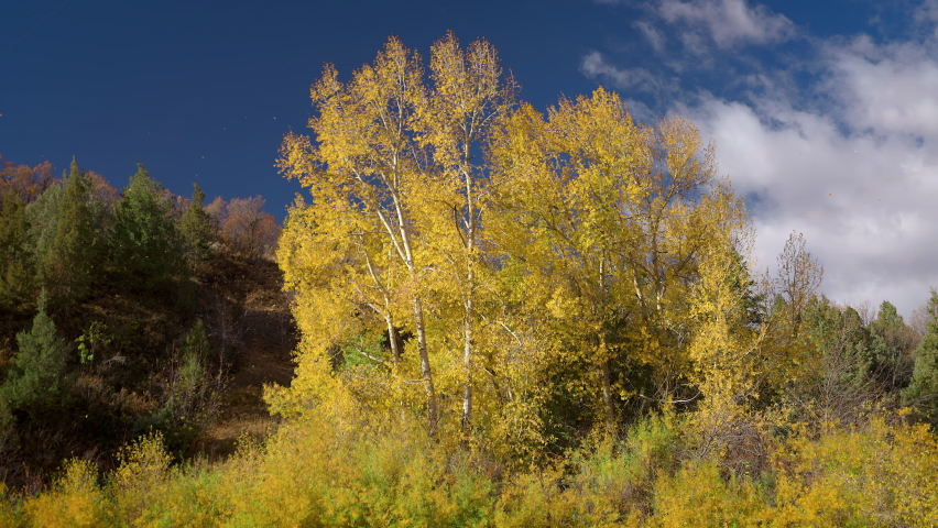 Wind Blows Through Autumn Trees On Sunny Day. Static Shot