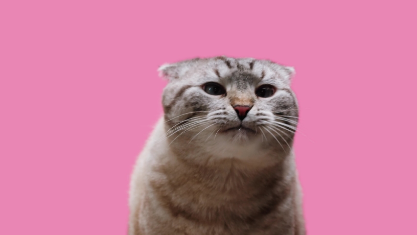 Cat on pink background close-up, Scottish Fold portrait. Domestic animals. Grey kitten licking glass. Furry pedigreed pet. Little best friends concept.  Royalty-Free Stock Footage #1089463535