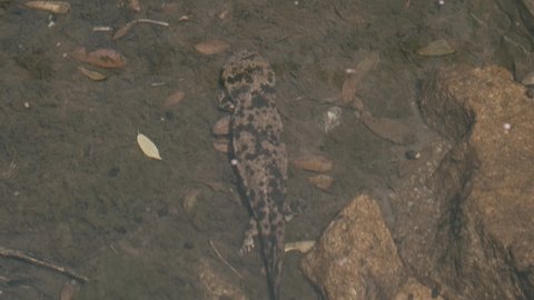 Japanese giant salamander walking along the bottom of a shallow stream. 