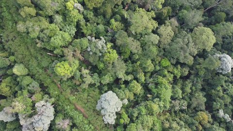 Aerial Top View Lush Tropical Rainforest Stock Footage Video (100% ...